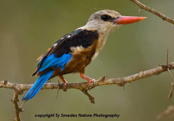 Grey-headed Kingfisher, Amboseli National Park, Kenya