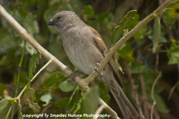 Grey-headed Sparrow, Ngorongoro Conservation Area, Tanzania