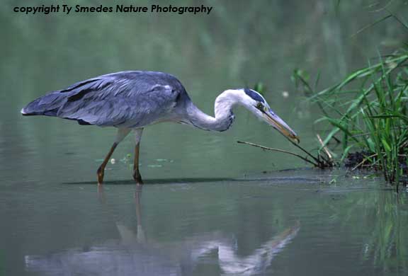 Grey Heron, Tarangire National Park, Tanzania 