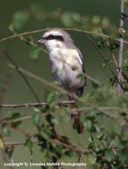 Grey Shrike