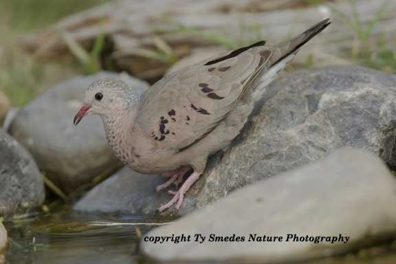 Ground Dove