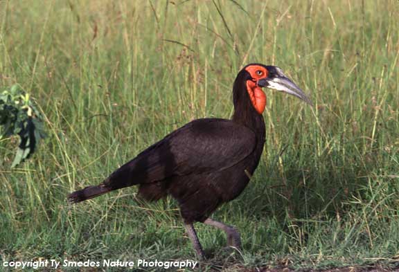 Ground Hornbill in the Masai Mara of Kenya