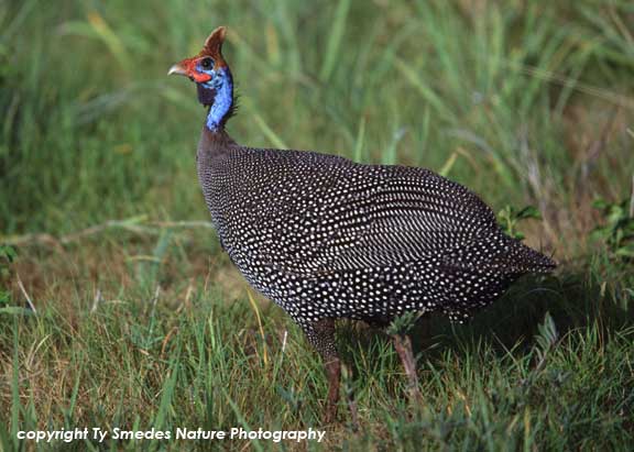 Helmeted Guineafowl, Tarangire National Park, Tanzania
