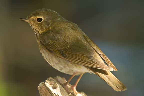 Hermit Thrush