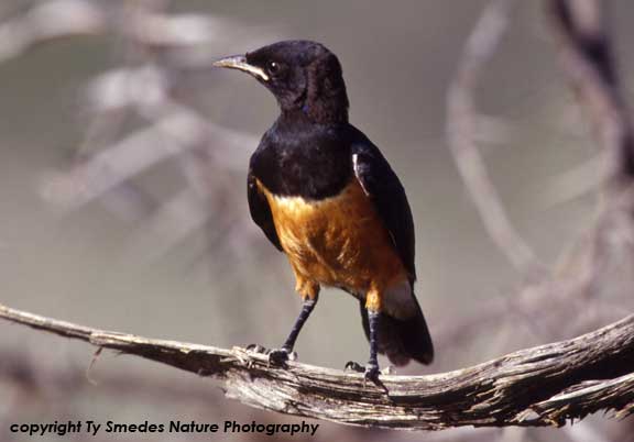 Hildebrant's Starling, Samburu National Park, Kenya