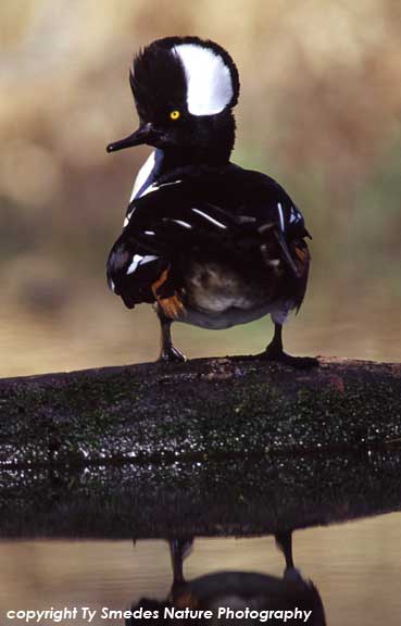 Hooded Merganser Drake