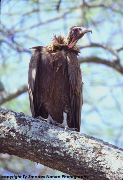 Hooded Vulture, Serengeti National Park, Tanzania