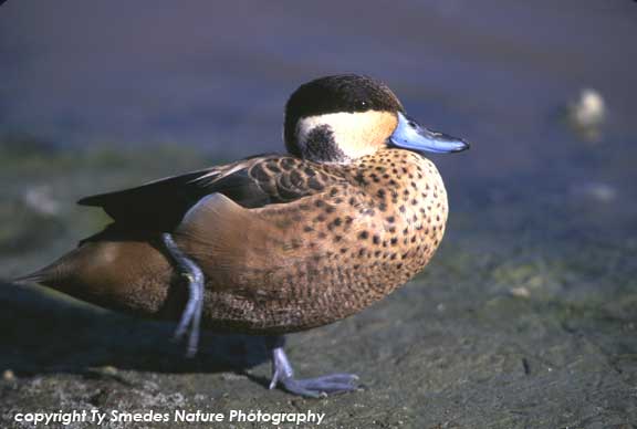 Hottentot Teal, Ngorongoro Crater, Tanzania