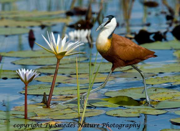 African Jacana, Okavango Delta, Botswana