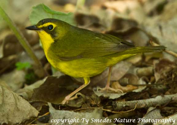 Kentucky Warbler female