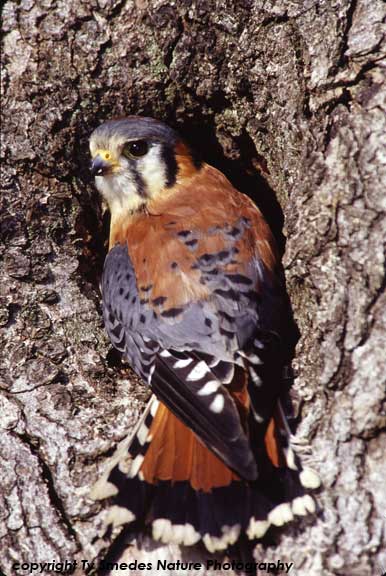 American Kestrel