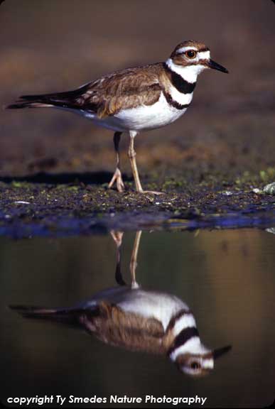 Killdeer