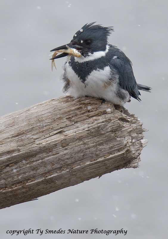 Belted Kingfisher with fish along the Des Moines River