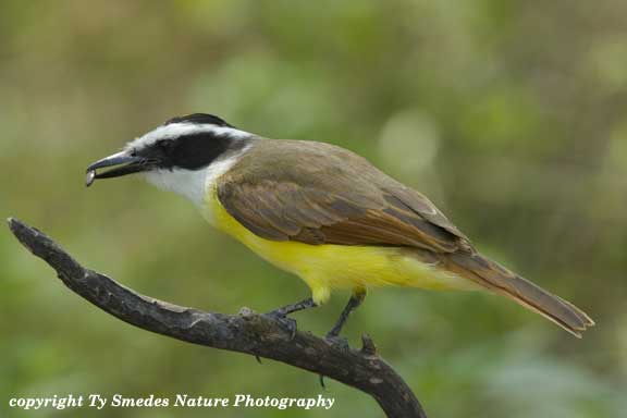 Kiskadee in South Texas