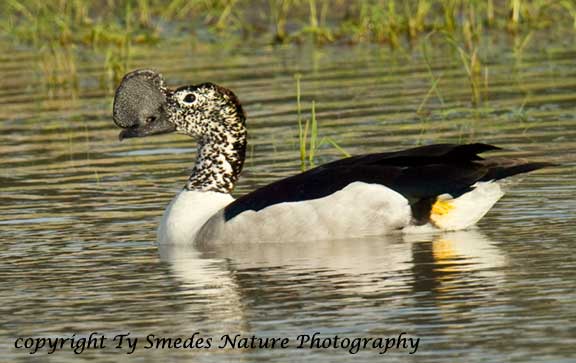 Knob-billed Duck, Chobe River, Chobe National Park, Botswana