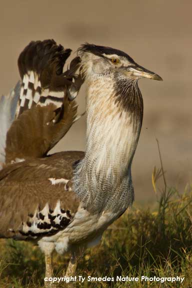 Displaying Kori Bustard, Ngorongoro Crater, Tanzania