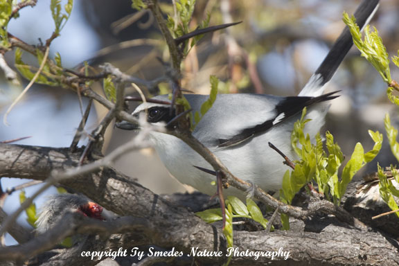 Loggerhead Shrike with impaled remains of small bird at lower left side of image