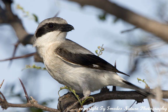 Loggerhead Shrike in nest tree