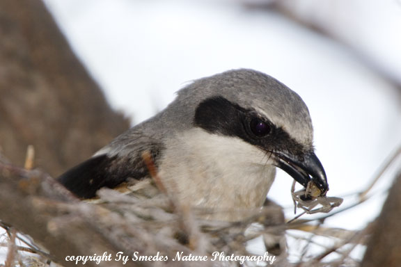 Loggerhead Shrike with spider for hatchlings at nest