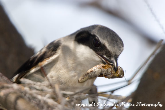 Loggerhead Shrike with grasshopper, at nest