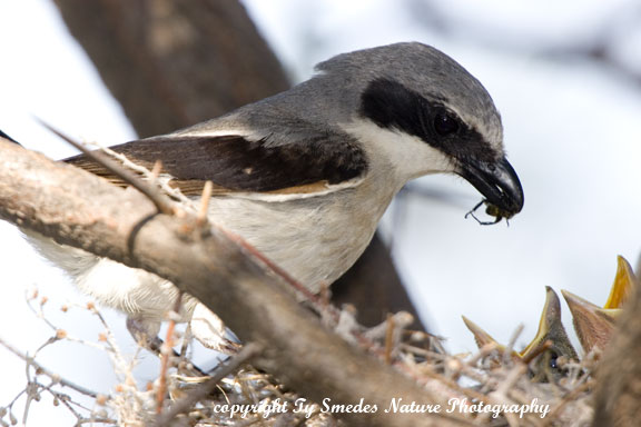 Loggerhead Shrike feeding a beetle to  young, at the nest