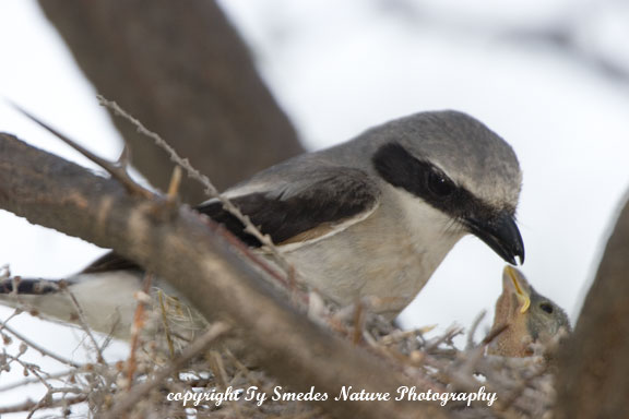 Loggerhead Shrike and youngster, at nest