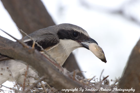 Loggerhead Shrike removing fecal sac from the nest