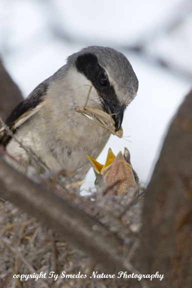 Loggerhead Shrike feeding small grasshopper to the young, at nest
