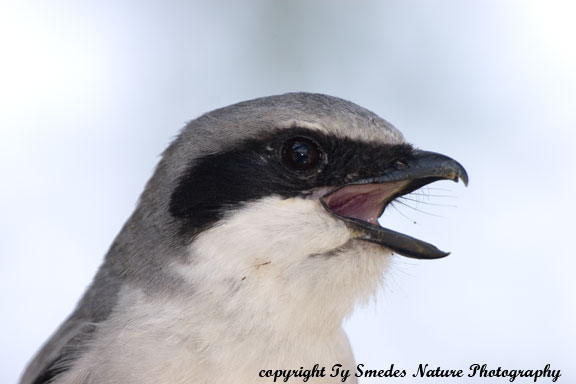 Loggerhead Shrike scolding a Short-tailed Weasel which was near the nest