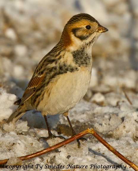 Lapland Longspur