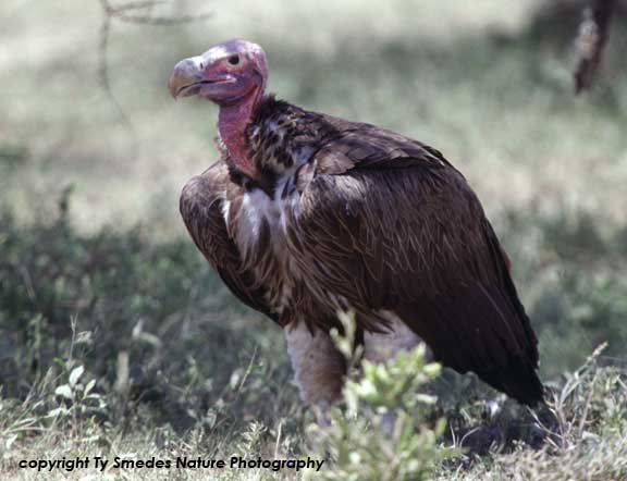 Lappet-faced Vulture, Serengeti National Park, Tanzania