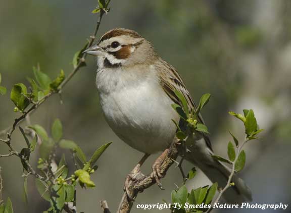 Lark Sparrow
