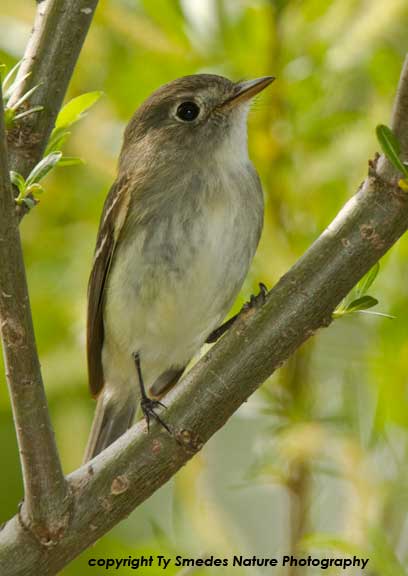 Least Flycatcher
