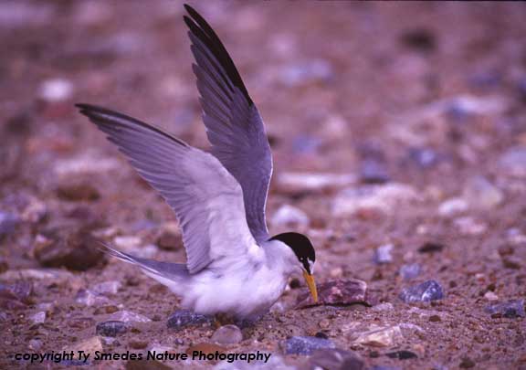 Least Tern at nest, with eggs