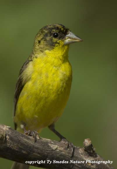 Lesser Goldfinch
