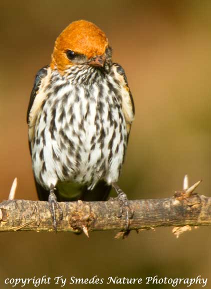 Lesser Striped Swallow, Lake Manyara National Park, Tanzania