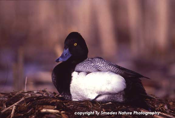 Lessor Scaup
