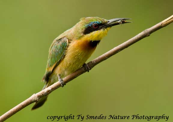 Little Bee-Eater, Botswana