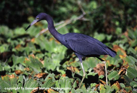 Little Blue Heron
