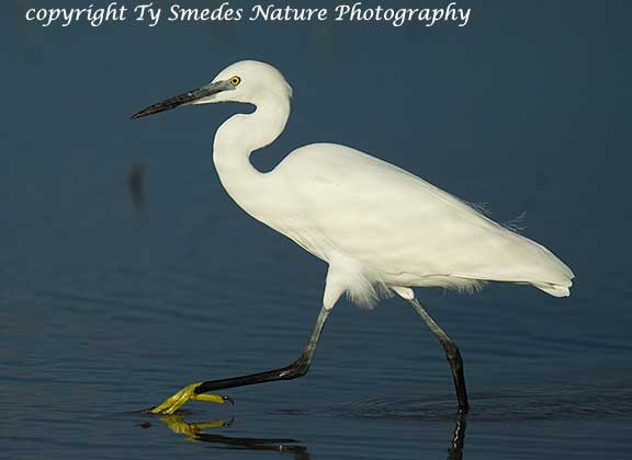Little Egret, Botswana