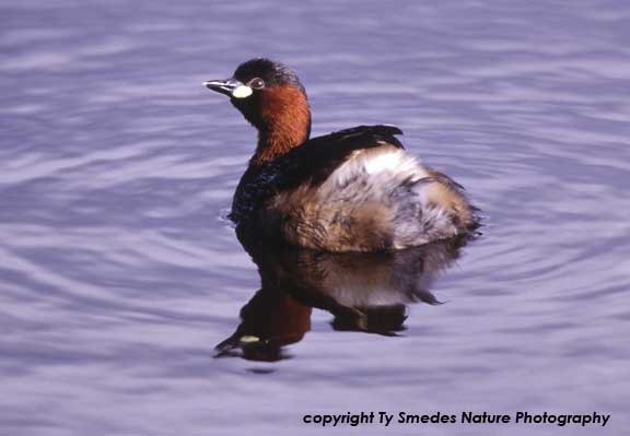 Little Grebe, Ngorongoro Crater, Tanzania