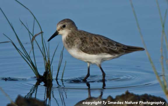 Little Stint, Serengeti National Park, Tanzania