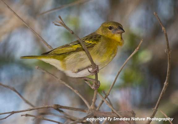 Little Weaver, Ngorongoro Conservation Area, Tanzania