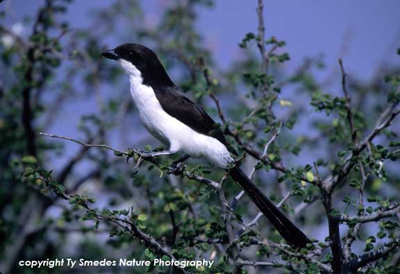Long-tailed Fiscal Shrike, Masai Mara Game Reserve, Kenya