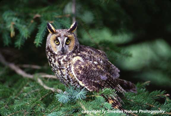 Long-eared Owl