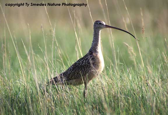 Long-billed Curlew