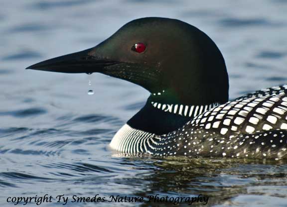 Loon Head closeup with water drop