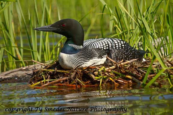 Common Loon on nest