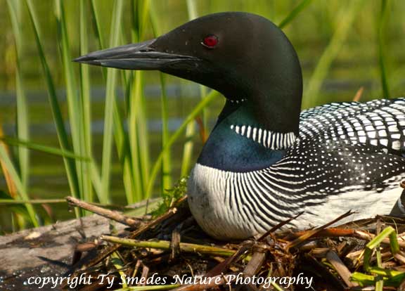Common Loon closeup on nest