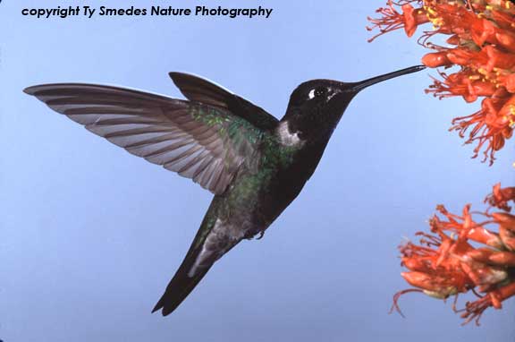 Magnificent Hummingbird